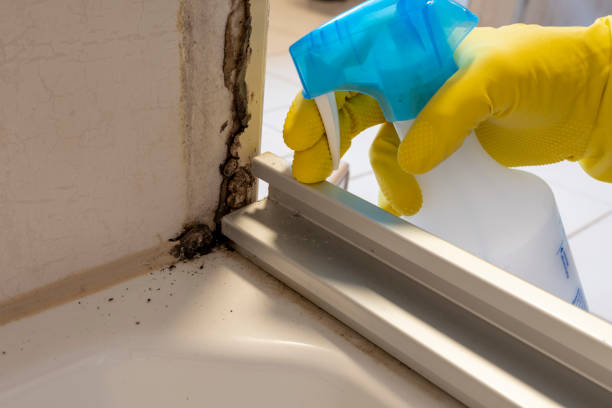 Best Attic Mold Remediation in Gouldtown, NJ