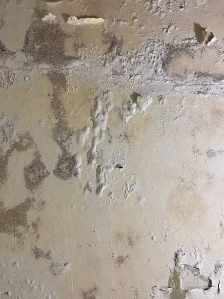 Best Health and Safety Mold Remediation in Gouldtown, NJ