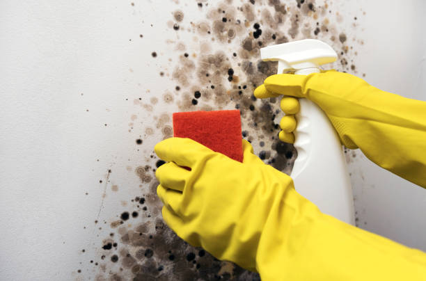 Best Residential Mold Remediation in Gouldtown, NJ