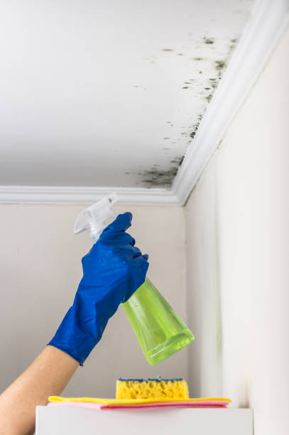 Best White Mold Remediation in Gouldtown, NJ